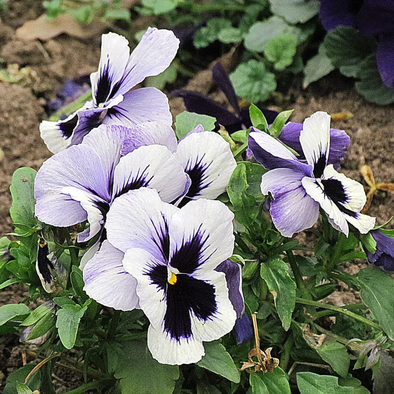 image - Many pansies will continue blooming under the snow!