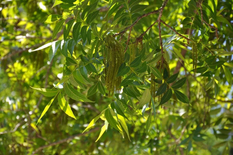 image - Pecans in full bloom