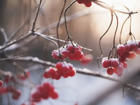 featured image - Berried in the Snow: Colorful Fruit in the Winter Landscape