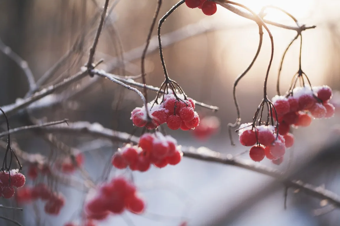 featured image - Berried in the Snow: Colorful Fruit in the Winter Landscape