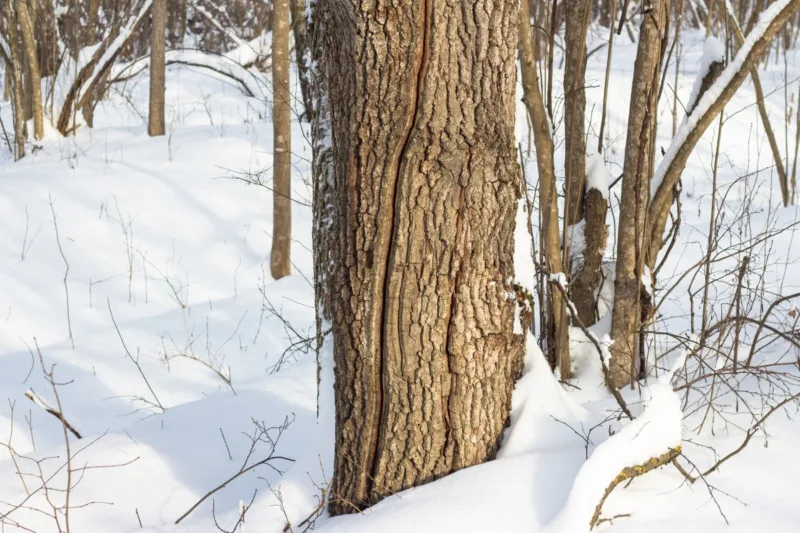 image - Scots pine displays an orange bark when mature