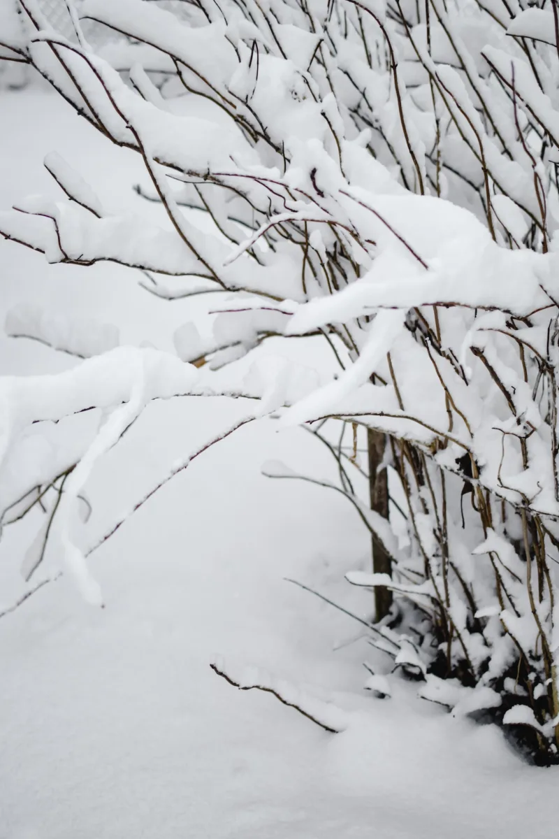 image - The corky winged branches of burning bush catch snow