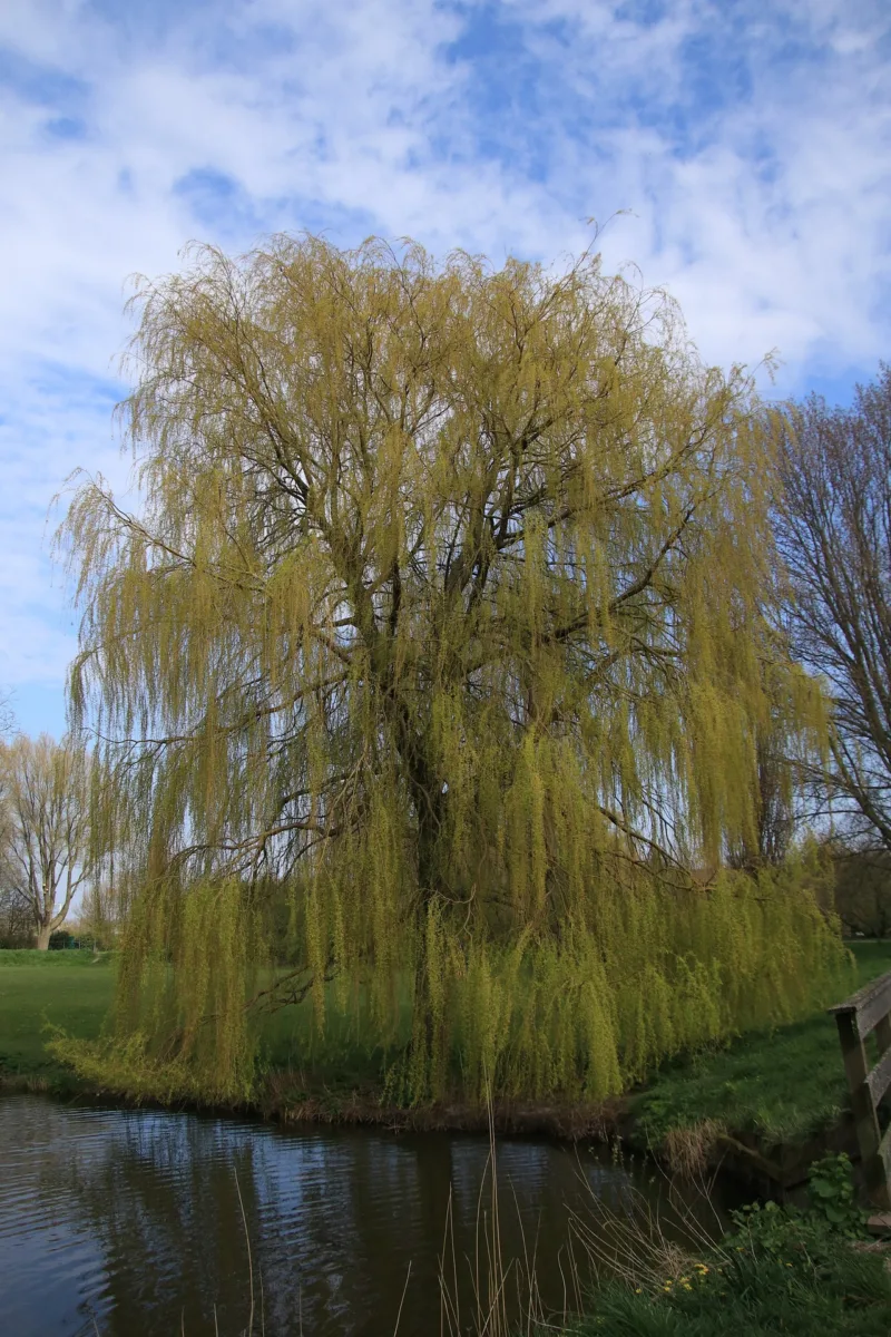 image - The golden stems of a weeping willow stand out
