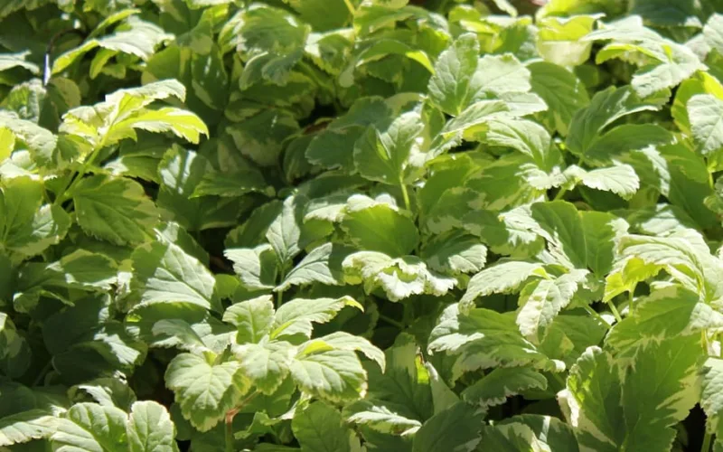 image - Variegated Bishops Goutweed (Aegopodium podagraria)