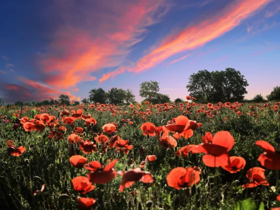 featured image - 5 Ways To Perk Up The November Landscape