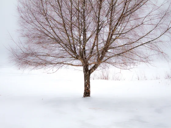 featured image - Barking Up the Right Tree: Colorful Bark for the Winter Landscape
