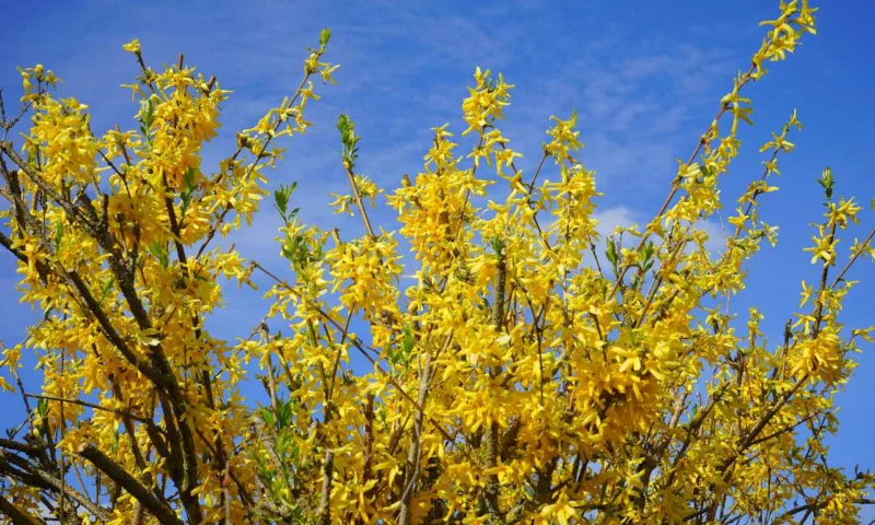 image - Northern Gold forsythia