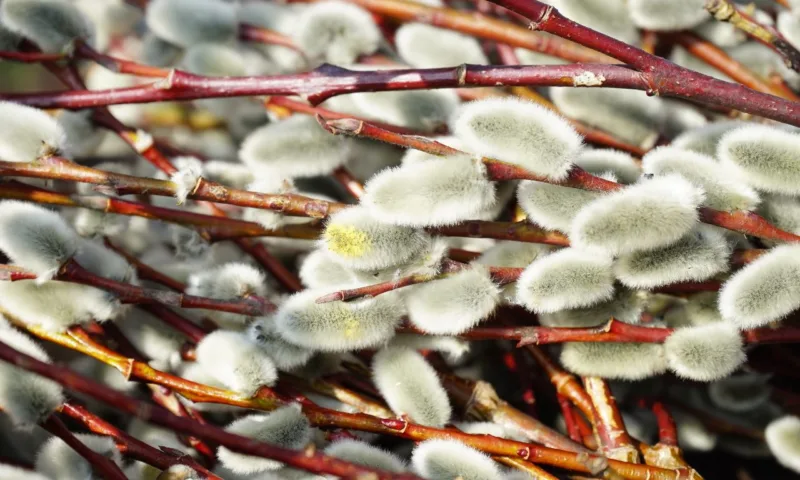 image - French pussy willow