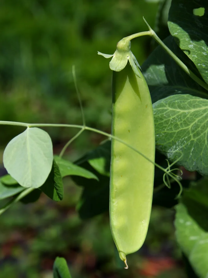 image - ‘Mammoth Melting Sugar’ pea