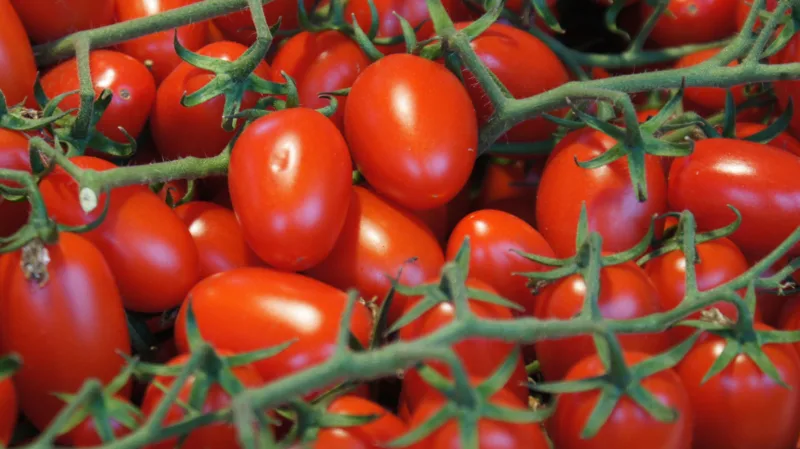 image - ‘Sugary’ tomato