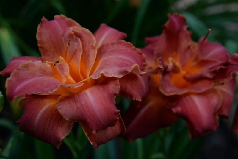 How to Eat Daylilies