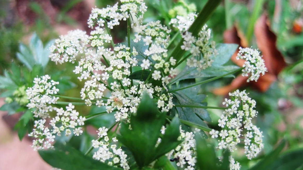 Discover the Hidden Gems: Common Edible Plants to Look Out For