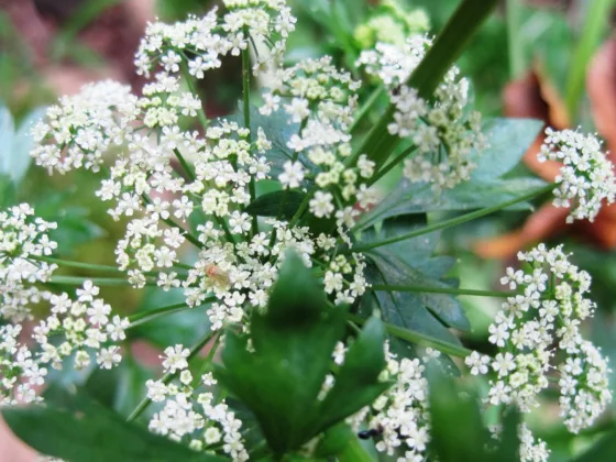 Discover the Hidden Gems: Common Edible Plants to Look Out For