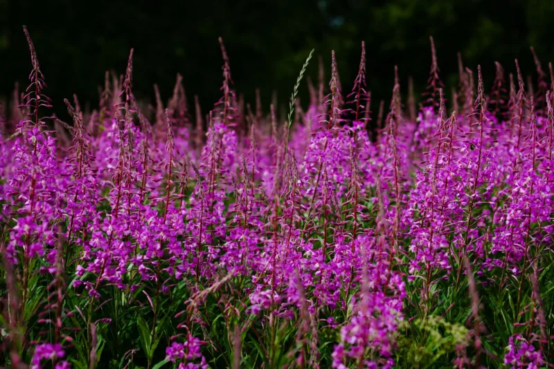 Fireweed