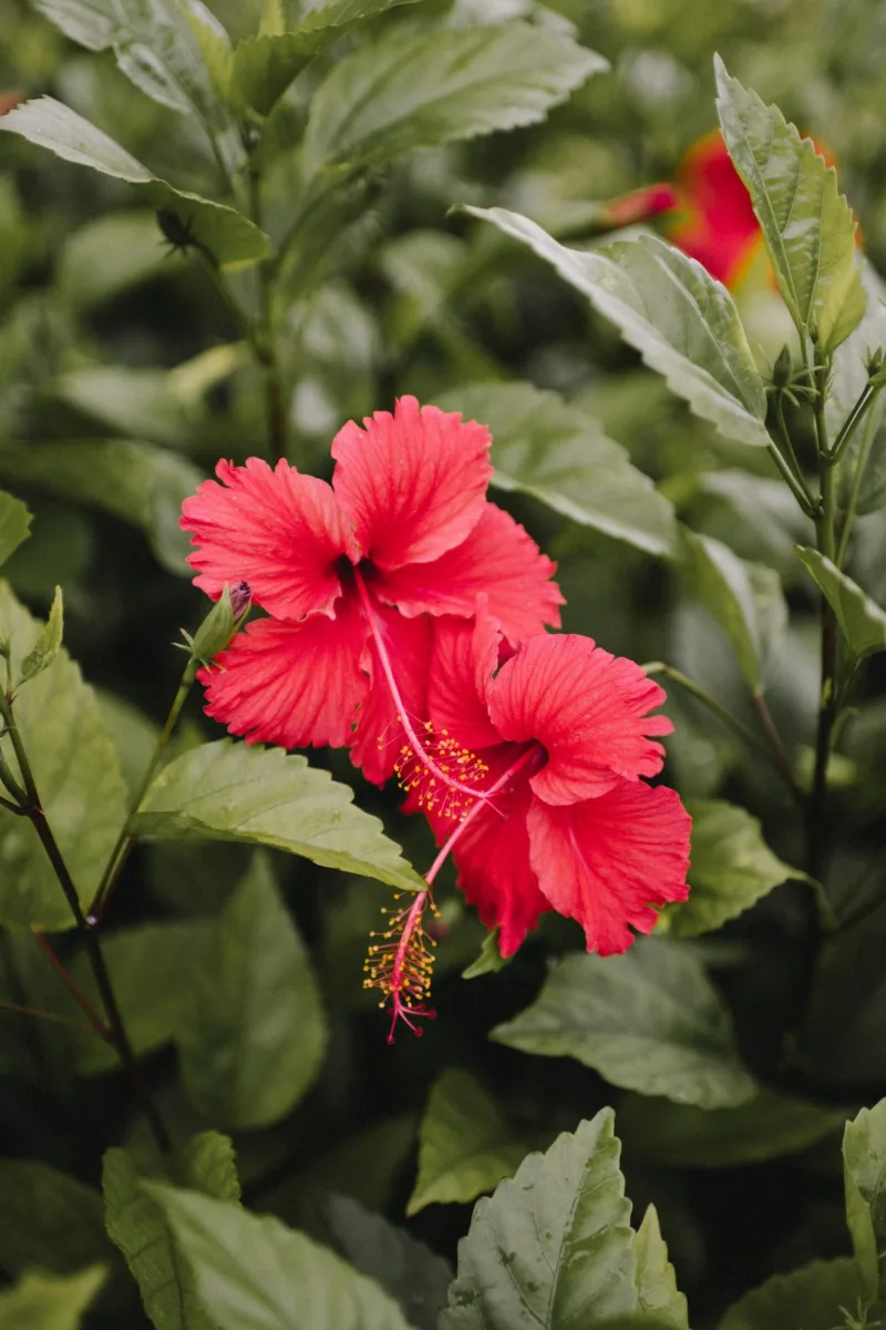 Hibiscus