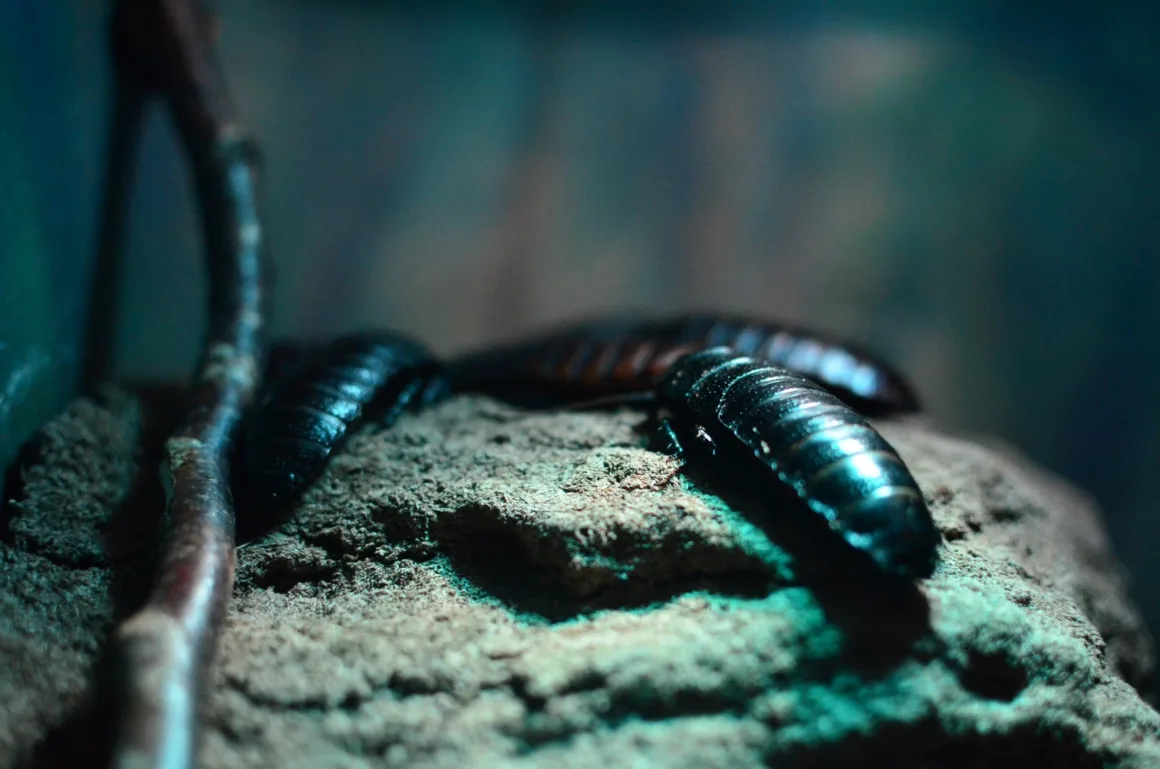 Keeping Your Food Establishment Cockroach-Free, Signs to Watch Out For