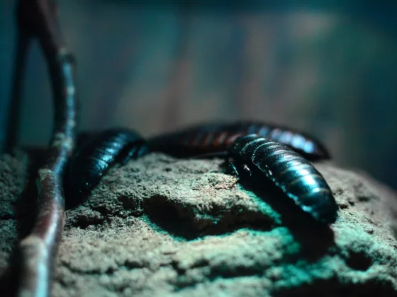 Keeping Your Food Establishment Cockroach-Free, Signs to Watch Out For