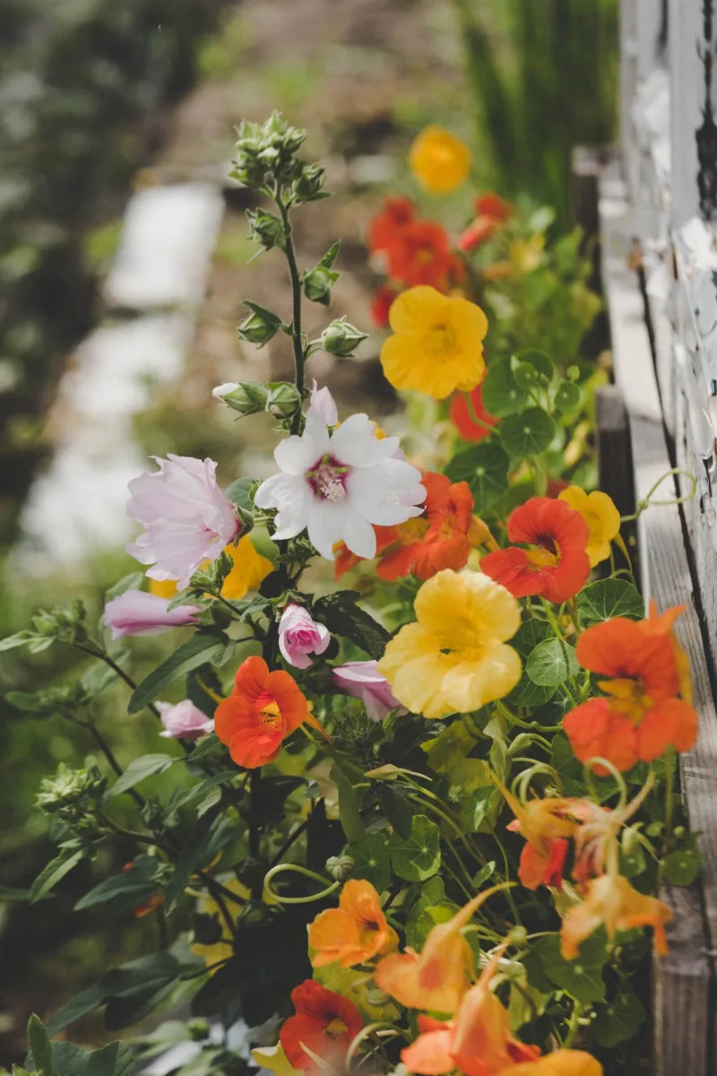 How to Enjoy Nasturtium