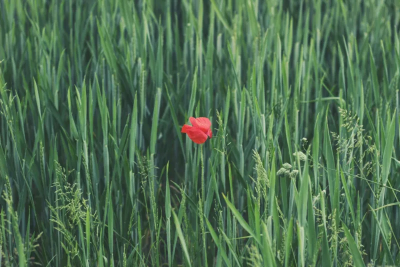 Red Clover