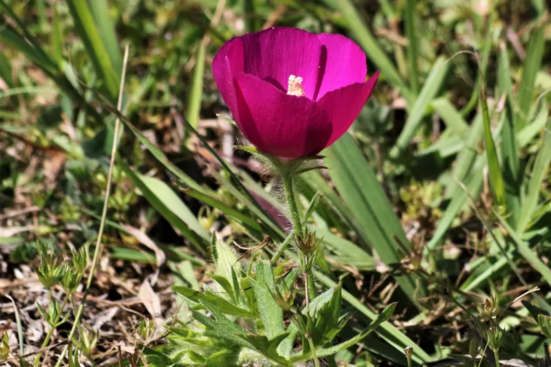 Winecup Flowers