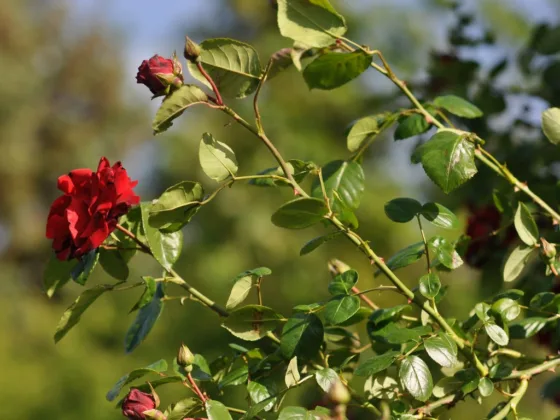 featured image - Winter Care Tips for Your Roses