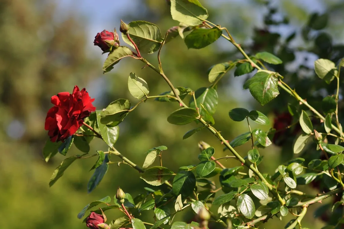featured image - Winter Care Tips for Your Roses