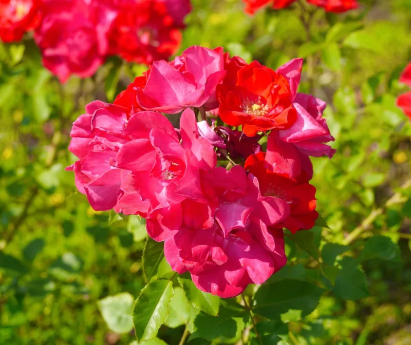 image - Winter Care Tips for Your Roses: What to Do and What Not to Do