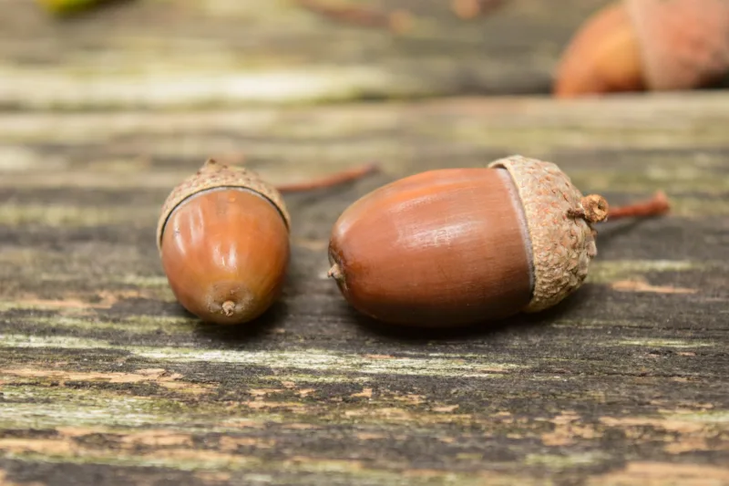 Acorns