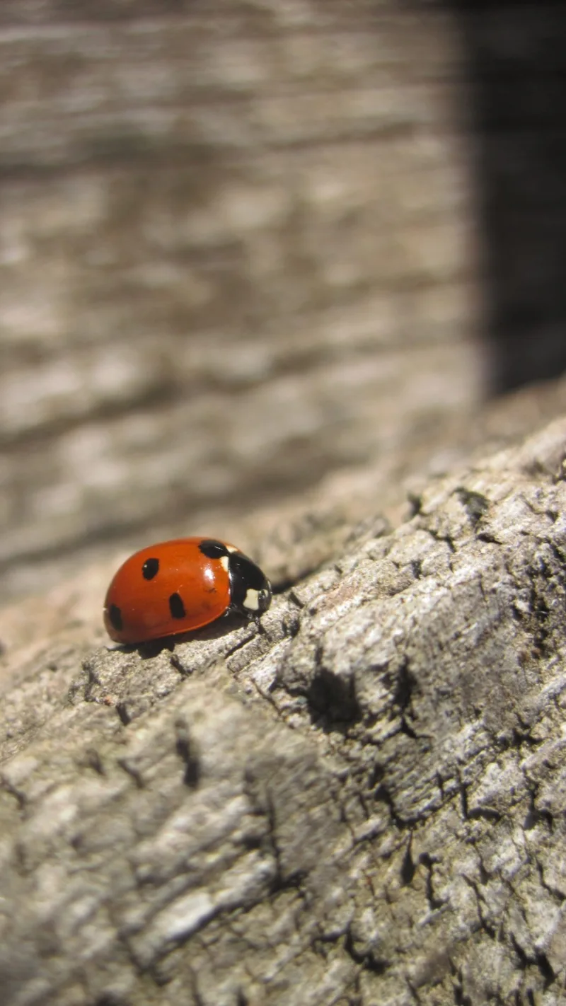 ladybugs
