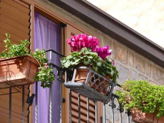 Creating and Maintaining a Balcony Garden Box