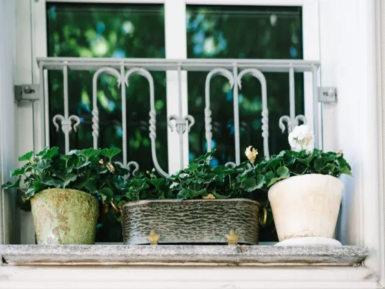 Choosing the Right Container for Your Plants