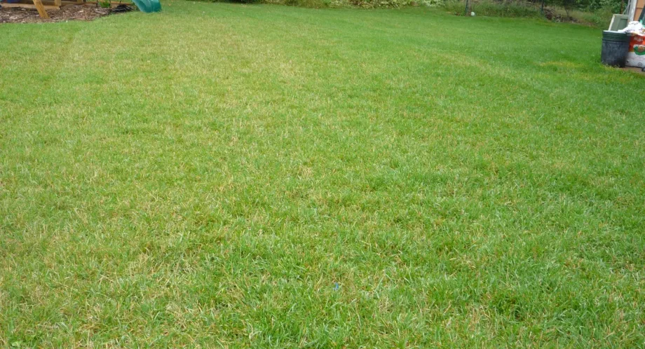 Naturally Prevent Lawn Burn: Keep Your Grass Green and Healthy