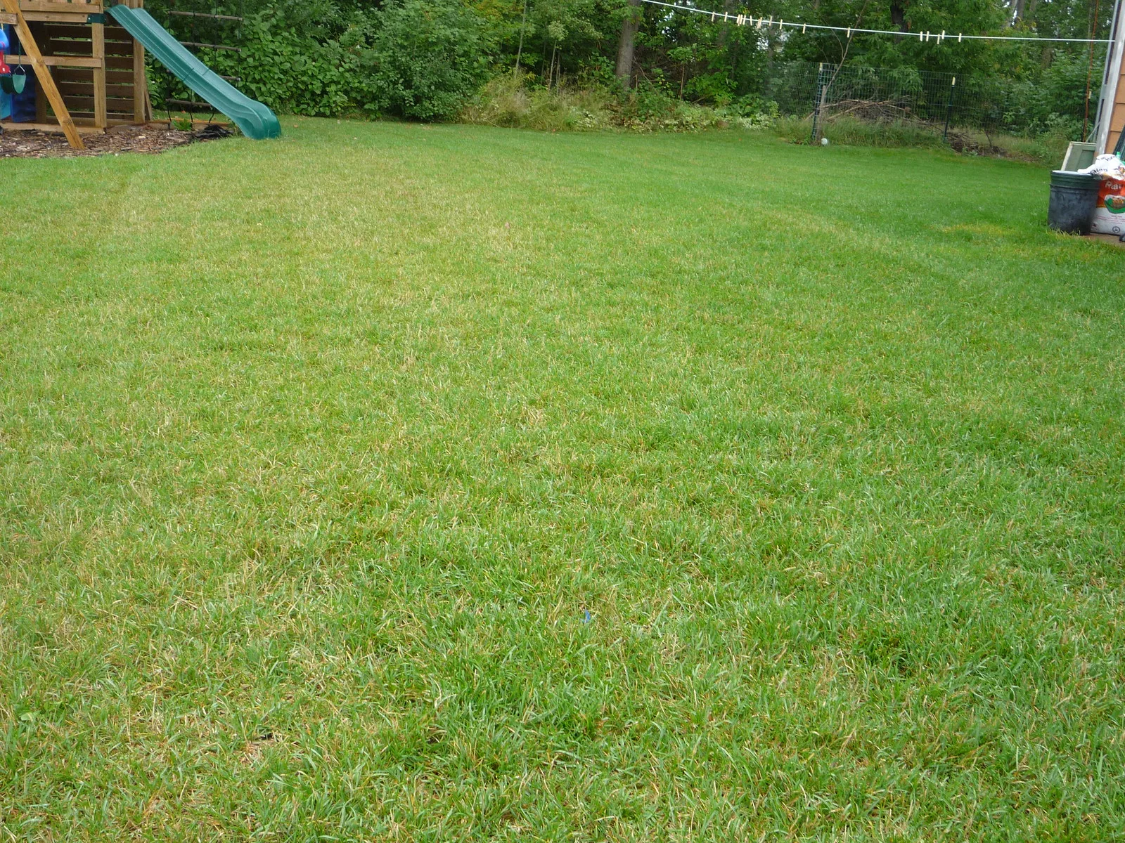 Naturally Prevent Lawn Burn Keep Your Grass Green and Healthy