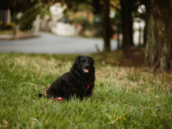 Lawn Burn Caused by Dog Urine: How to Deal With It