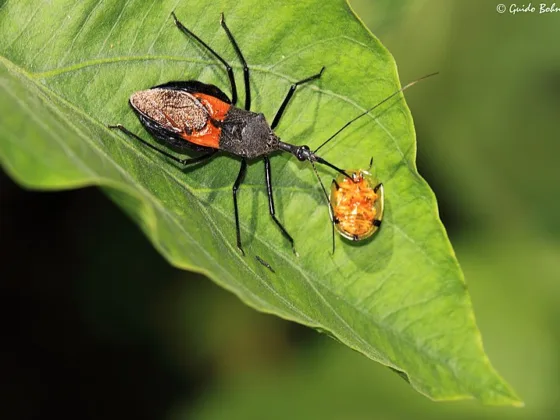 featured image - DIY Bug Repellent Spray Mint: Keep Bugs at Bay