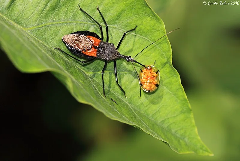 featured image - DIY Bug Repellent Spray Mint: Keep Bugs at Bay