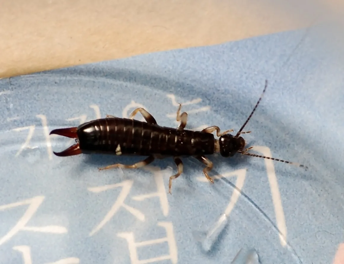 featured image - How to Keep Earwigs Out of Your Home: Tips and Tricks
