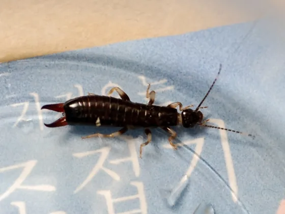 featured image - How to Keep Earwigs Out of Your Home: Tips and Tricks