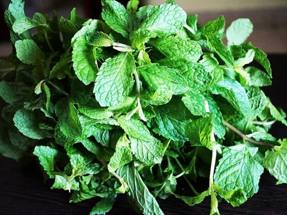 featured image - A Natural Pest Control Solution: The Power of Mint