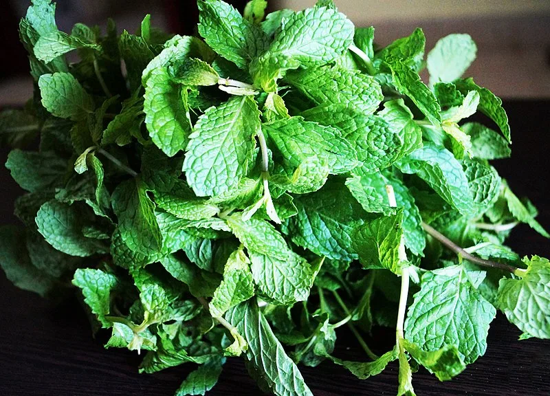 featured image - A Natural Pest Control Solution: The Power of Mint