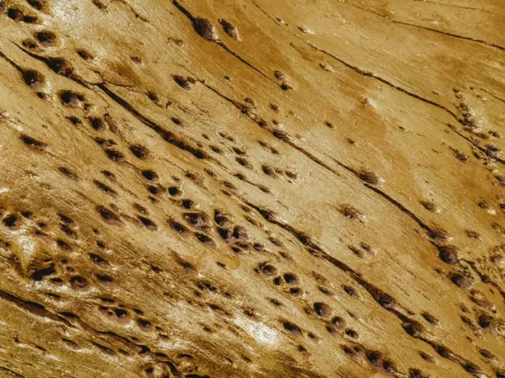 featured image - Protect Your Wooden Deck from Termites with These Preventative Measures