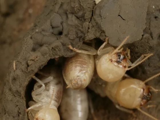 featured image - Signs of Termite Activity: Don't Let These Sneaky Pests Chew Away Your Peace of Mind