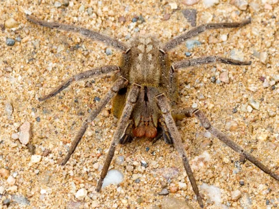 featured image - Does Borax Really Work for Getting Rid of Spiders?