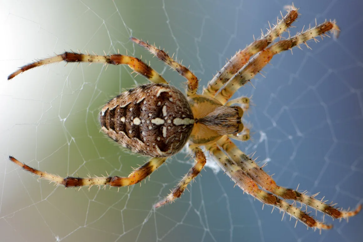 featured image - The Surprising Benefits of Having Spiders in Your House