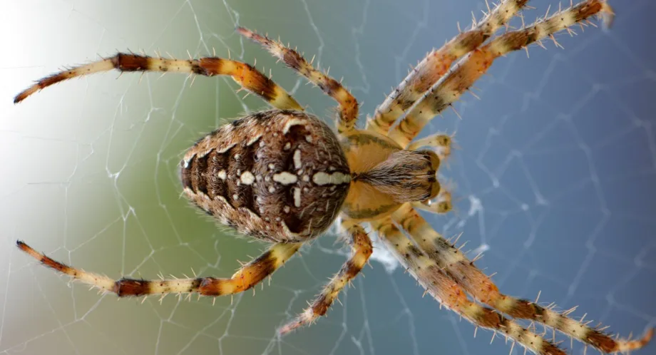 The Surprising Benefits of Having Spiders in Your House